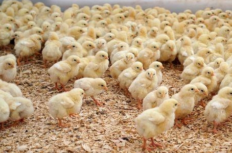 Why are chickens important in our daily lives?